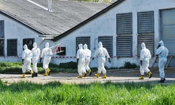 조지아서  또 조류독감 감염…대규모 확산 우려