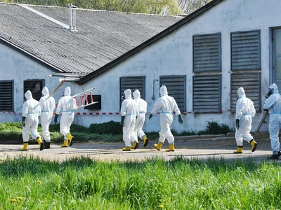 조지아서 또 조류독감 감염…대규모 확산 우려