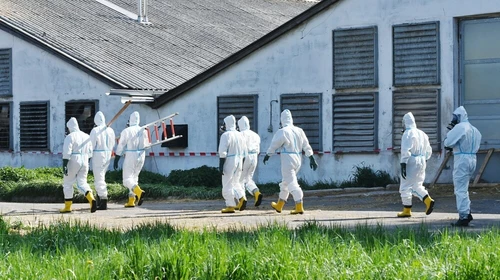 조지아서 또 조류독감 감염…대규모 확산 우려