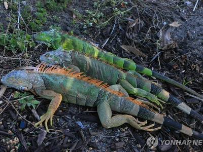 이상 한파에 이구아나 수난…꽁꽁 언채 나무서 떨어져