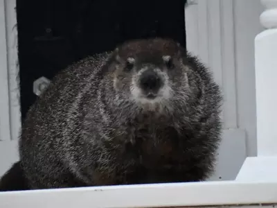 올 겨울 6주 더…그라운드 호그 데이