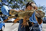 이상 한파에 떼로 기절한 이구아나 5천여마리 결국 안락사