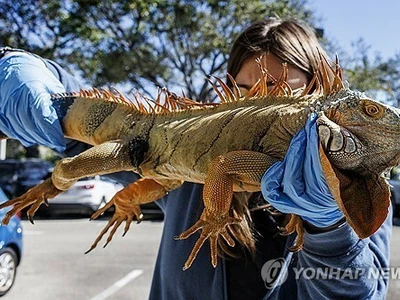 이상 한파에 떼로 기절한 이구아나 5천여마리 결국 안락사