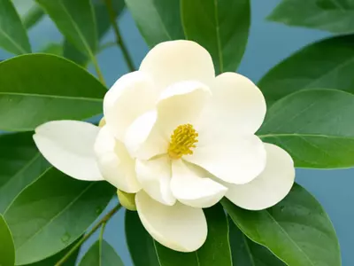 조지아 100년 넘게 외래종을 주상징 꽃으로