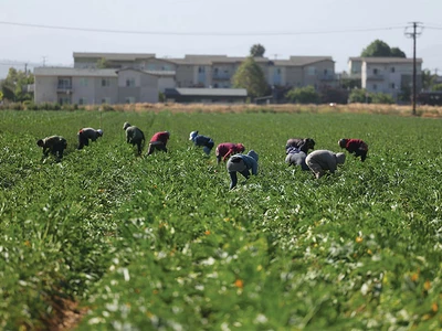 이민 단속 강화하더니… 농장 인력난 심화, 결국 ‘외국인 농장 노동자 확대’