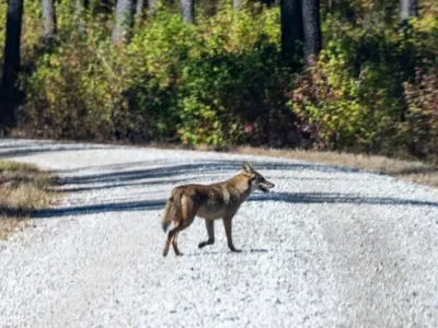 출산기 코요테…주거지에도 서식지 ‘조심’