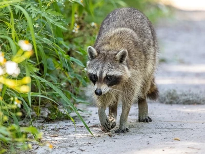 귀넷 카운티 광견병 주의보