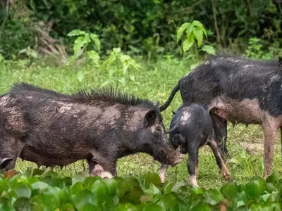 면허 없이 멧돼지 포획∙사살 가능