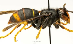 조지아주 '노랑다리말벌' 주의보 발령