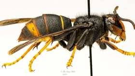 조지아주 '노랑다리말벌' 주의보 발령