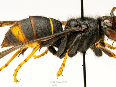 조지아주 '노랑다리말벌' 주의보 발령