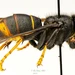 조지아주 '노랑다리말벌' 주의보 발령