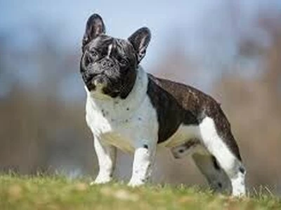 '길 잃은 예븐 강아지' 함부로 데려가면 절도