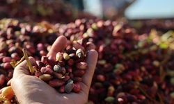 피스타치오도 전쟁 불똥…2위 생산 이란 공급차질