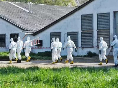 조지아서 또 조류독감…올 네번째