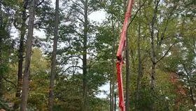 [비즈니스 포커스] 강스 트리 서비스: “집의 가치를 높이고 안전을 설계한다”