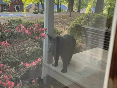 마리에타 주택가에 흑곰 출현...공포 확산