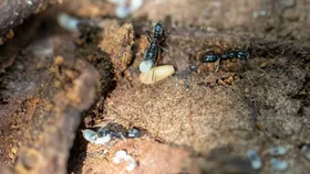 물리면 죽을 수도…’아시안 침 개미’ 주의보