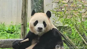 애틀랜타 동물원,  새로운 판다 한 쌍 온다