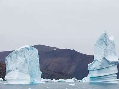 바다표범 대신 흰기러기로