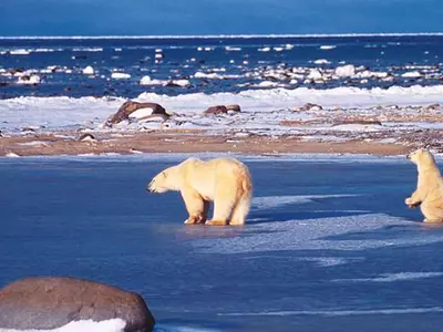 북극곰, 사냥 못해 하루 1Kg씩 살빠진다