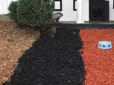 '봄 머지않았다' 그라운드호그 데이