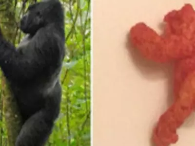 〈사진〉 고릴라 닮은 과자 한 조각이 10만 달러