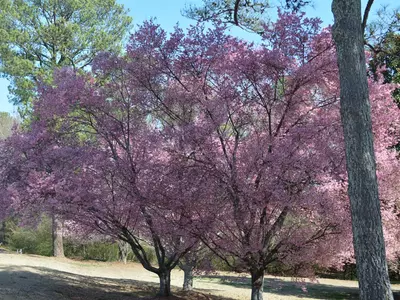 〈사진〉 만개한 꽃, 성큼 다가온 봄