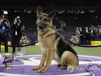 〈사진〉올해의 최고 견