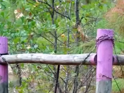 나무에 보라색 칠하면 '진입금지' 경고표시