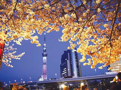 전통과 모던… 벚꽃 융단 도쿄 도심 100% 즐기기