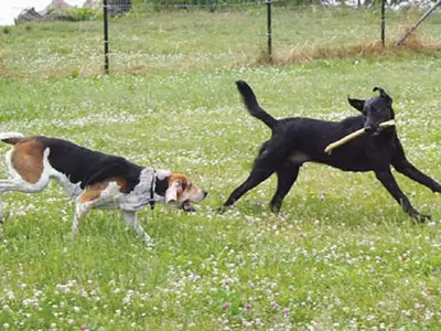 언제부터 사람이 애완동물을 길렀을까?