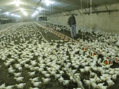 조지아 닭농장서 조류독감 발생