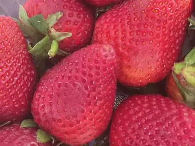 잔류농약 많은 딸기·사과·셀러리, 가급적 올개닉으로