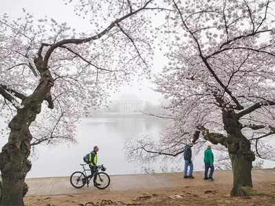 〈사진〉  꽃의 향연은 시작되고…