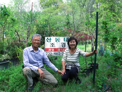 〈비즈니스 포커스-산동네 과일꽃나무집〉"지금 감·대추·배나무를 심으세요"