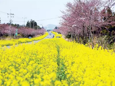 벚꽃ㆍ유채ㆍ진달래…  4월엔 꽃길만 걷자