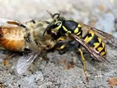 '벌'이 날기 시작했다...말벌은 '주의대상 1호'