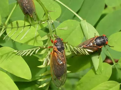 조지아에 '17년 매미' 까맣게 몰려온다