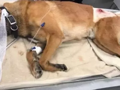 주인인 경관 구하고 대신 총 맞은 경찰견