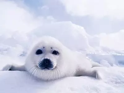 북극, 플라스틱 쓰레기의 종착점