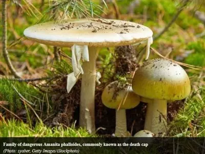 야생 '죽음의 모자' 독버섯 주의보