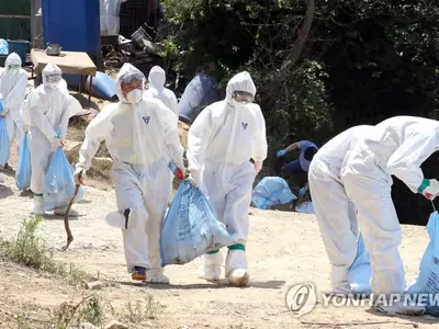 〈사진〉한국은 지금 '닭 비상사태'