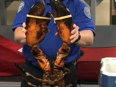 공항서 통과된 20파운드 초대형 바닷가재