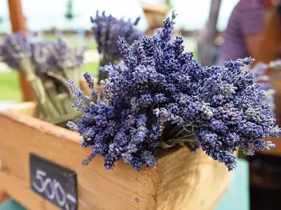 작은 시작, 큰 선물 아파트 가드닝 가이드