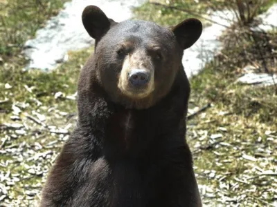 둘루스 주택가에 또 '곰' 출몰..새 모이 먹어