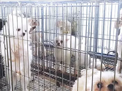 〈특별기획 -한국서 입양견 러시〉입양 강아지 또다시 버려지는 신세 다반사