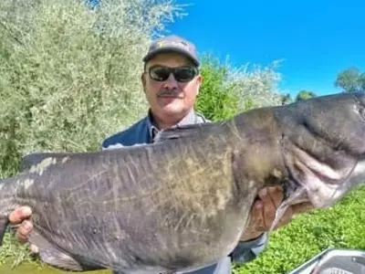 캘리포니아서 30파운드 몬스터 메기 잡혀