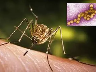 디캡서 '웨스트나일열' 환자 올해 첫 발생