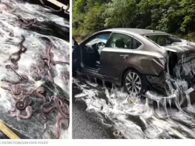 한국 갈 먹장어 7천5백파운드 길에 쏟아져